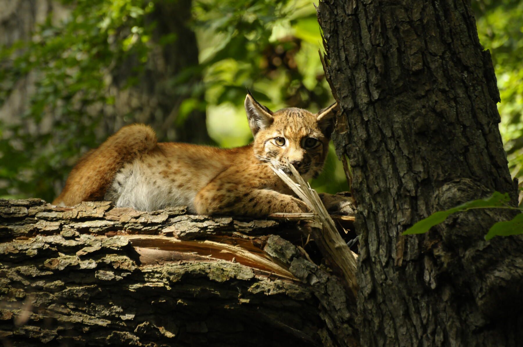 Ktoś zastrzelił z broni śrutowej młodą rysicę - Portal asta24.pl - Piła ...