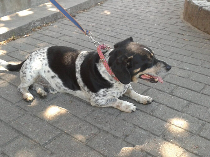 Znaleziono psa - grafika