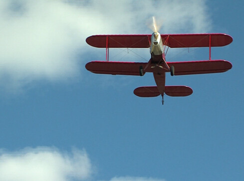 Platzer Kiebitz nad Piłą - grafika