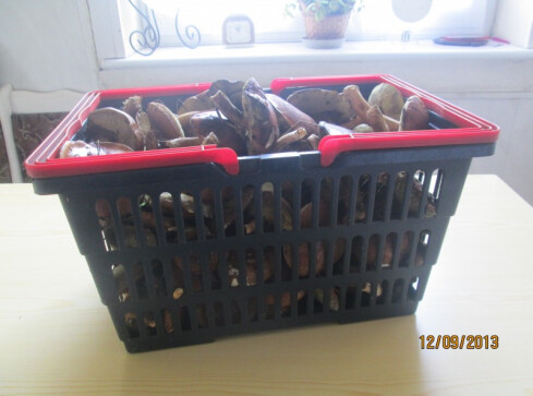 Leśne zdobycze - grafika