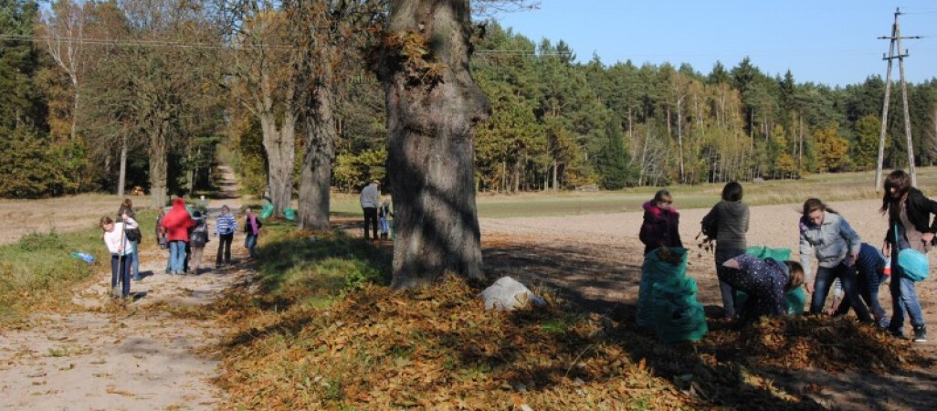 Zadbajmy o drzewa
