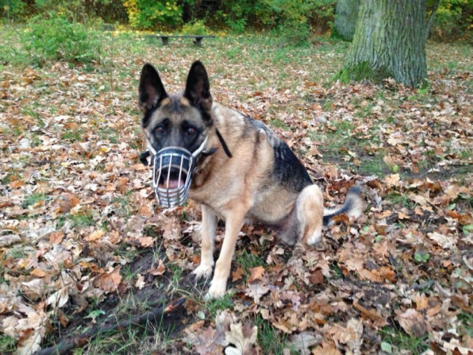 Porzucona suczka - grafika