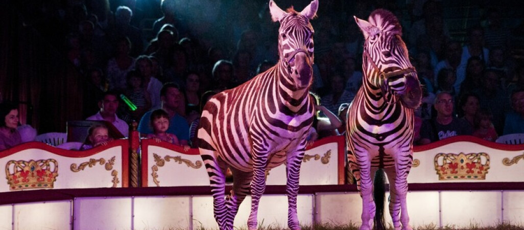 Bilety trafiają do...