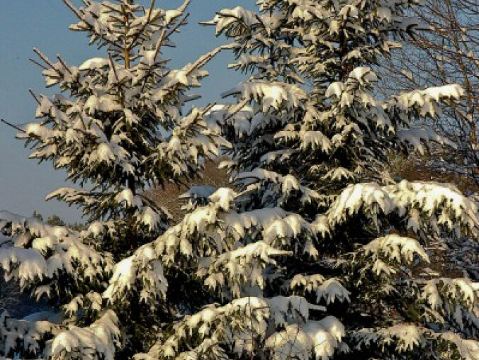 Leśnicy przygotowali 3 tysiące choinek - grafika