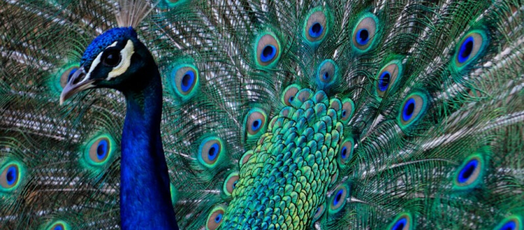 Zwierzęta zamieszkają w Parku Miejskim