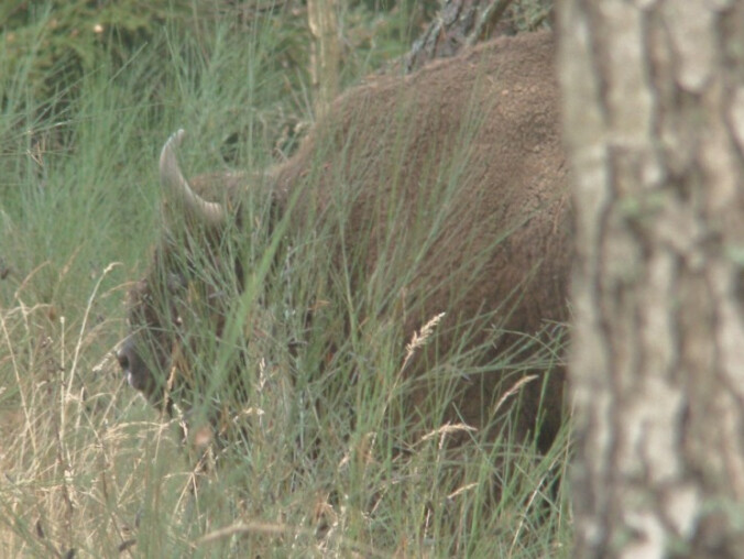 Żubry ciągną do Wielenia. Wcześniej „Podróżnik”, teraz „Wr - grafika