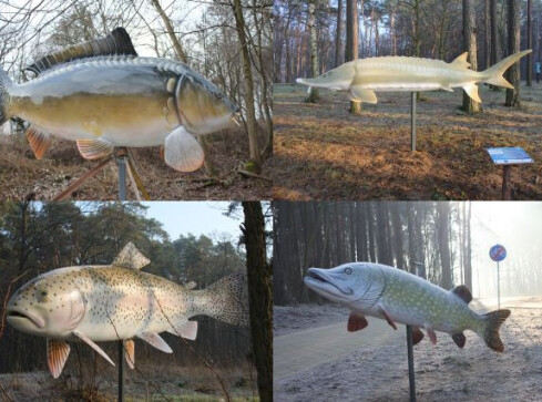 Park Ryb Słodkowodnych w Trzciance otwarty - grafika
