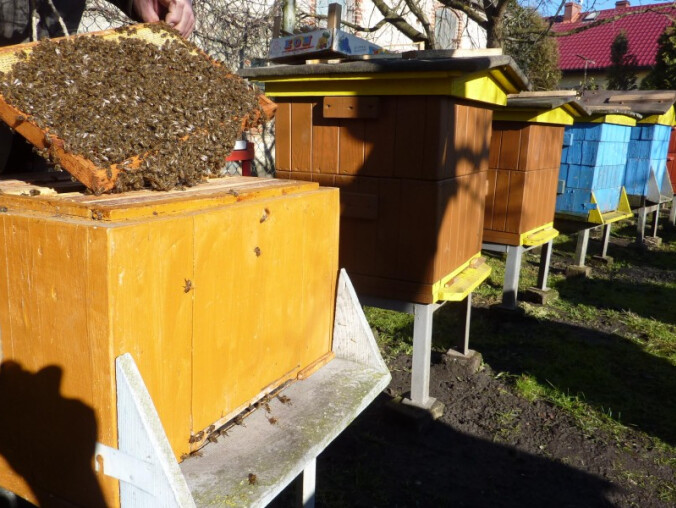 Poczuliście już wiosnę? Pszczoły też! [ZDJĘCIA] - grafika