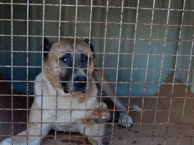  54-latek z Piły hodował psy w fatalnych warunkach [ZDJĘCIA] - grafika