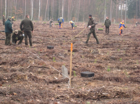 Kilka tysięcy osób znajdzie na wiosnę pracę... w lesie - grafika