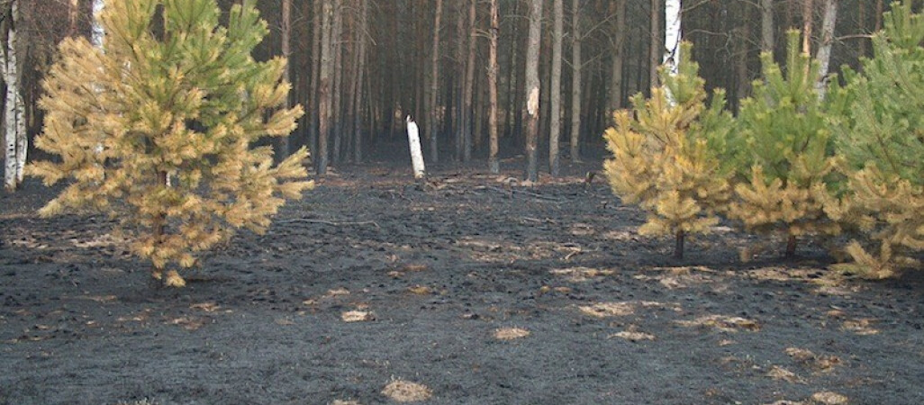 Nie wypalaj!