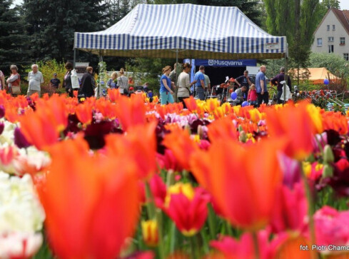 Miasto, ogród i wieś na Wyspie [ZDJĘCIA] - grafika