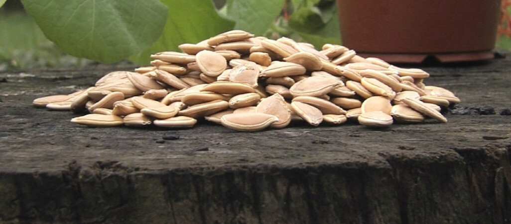 Pomarańczowy Mirosławiec