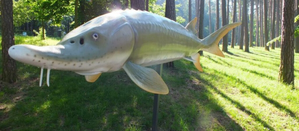 Park ryb słodkowodnych w Trzciance zniszczony