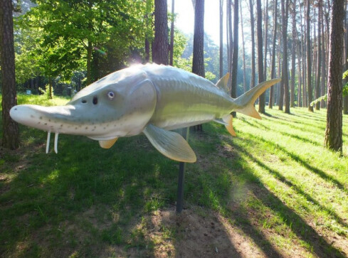 Park ryb słodkowodnych w Trzciance zniszczony - grafika