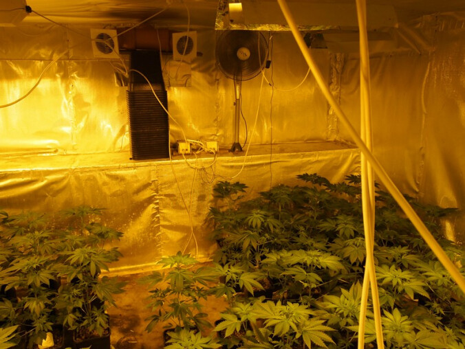 Plantacja konopi indyjskich w Trzciance zlikwidowana - grafika