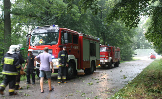 Burza ciskała drzewami