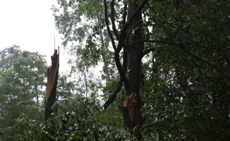 Burza ciskała drzewami