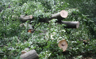 Burza ciskała drzewami