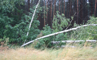 Burza ciskała drzewami