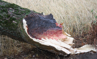 Burza ciskała drzewami