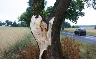 Burza ciskała drzewami