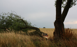 Burza ciskała drzewami