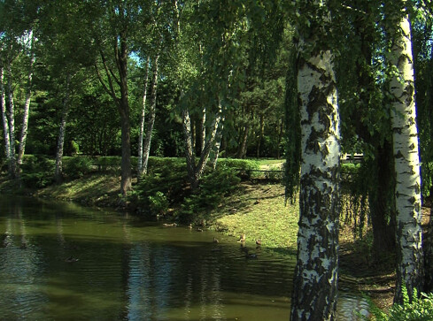 Precz z komarami! - grafika