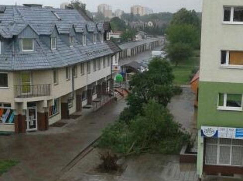 Rwało drzewa z korzeniami - grafika