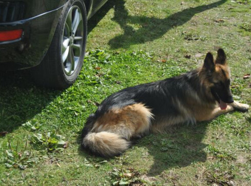 Do serca przytul psa - grafika