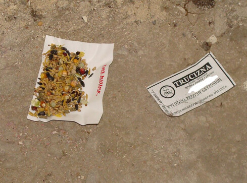 Powalczymy ze szczurami - grafika