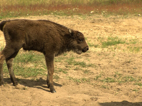 Wschodząca gwiazda - grafika