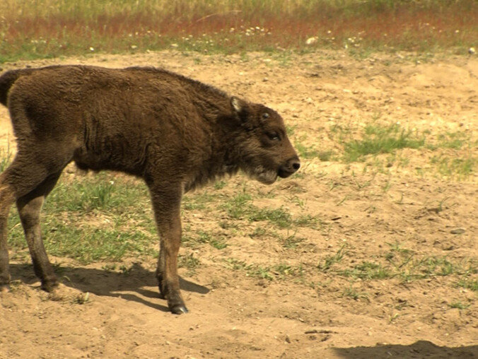 Wschodząca gwiazda - grafika