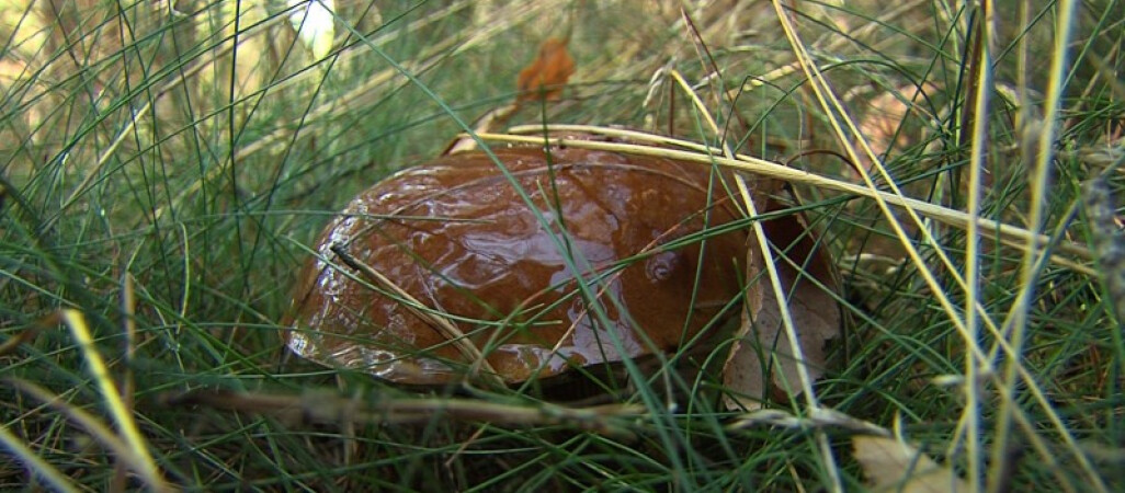 Odnalazł się zaginiony grzybiarz