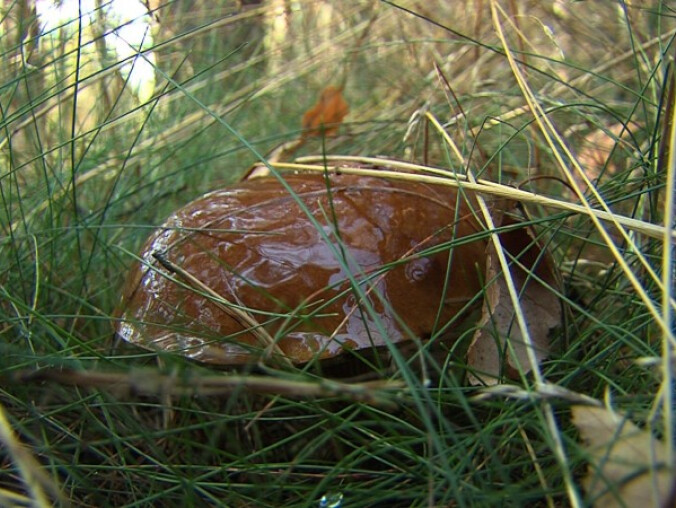 Grzybiarz spędził noc w lesie - grafika