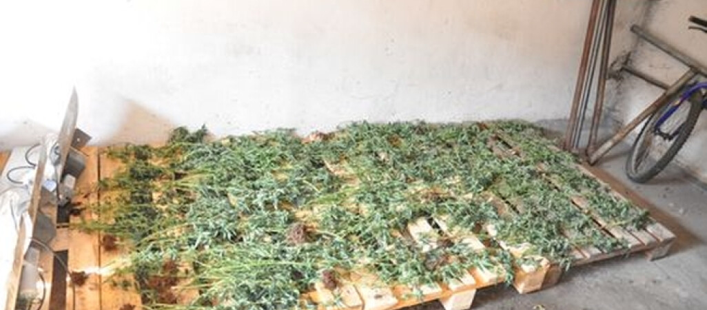 Policja zlikwidowała plantację konopii