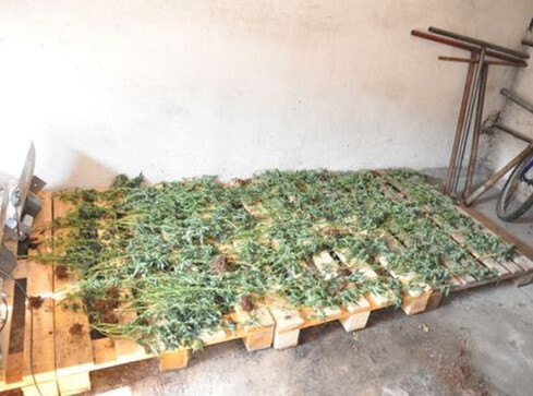 Policja zlikwidowała plantację konopii  - grafika