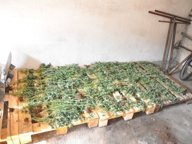 Policja zlikwidowała plantację konopii  - grafika