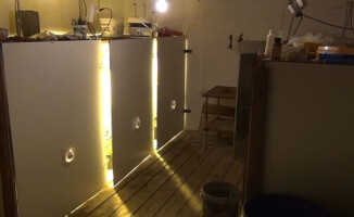 Policja zlikwidowała plantację konopii