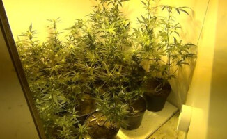 Policja zlikwidowała plantację konopii