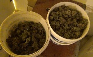 Policja zlikwidowała plantację konopii