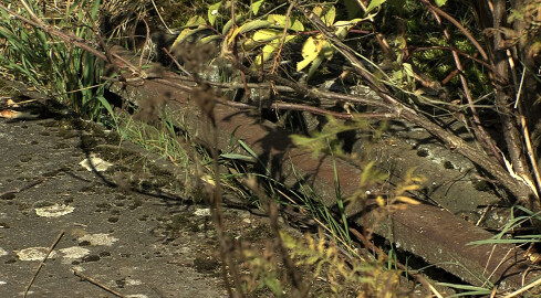 Ścieżka widmo - grafika