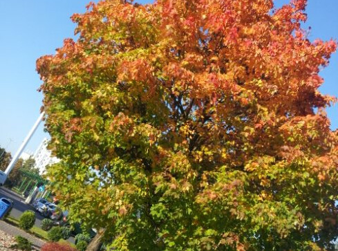 Piła da się lubić - grafika