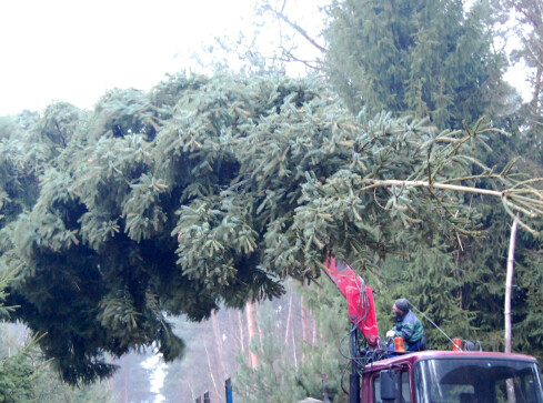 Podarunek od leśników - grafika