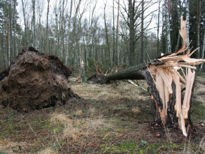 Leśnicy podliczyli straty po huraganie - grafika
