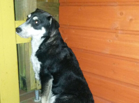 Poznajesz tego psiaka? - grafika