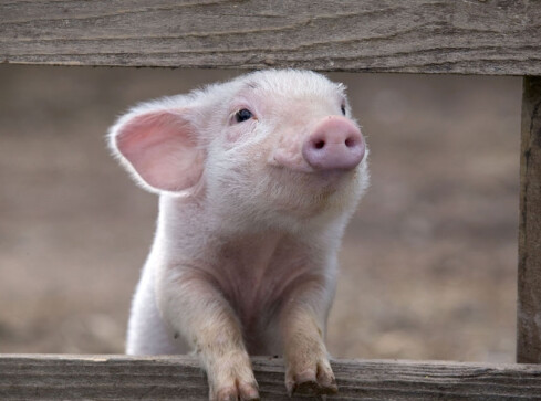 Niezwykły łup za pazuchą - grafika