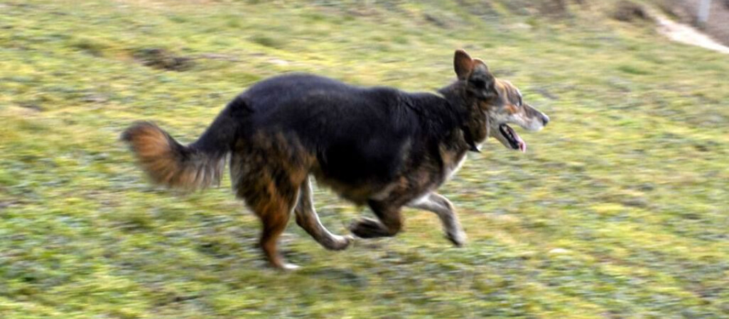 Jestem Bazyl. Kto mnie pokocha?