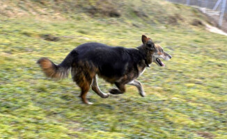 Jestem Bazyl. Kto mnie pokocha?