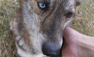 Jestem Bazyl. Kto mnie pokocha?